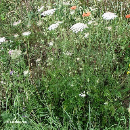 L'huile essentielle de carotte sauvage bio
