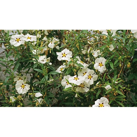 Our organic Cistus Ladanifera essential oil for anti-ageing care
