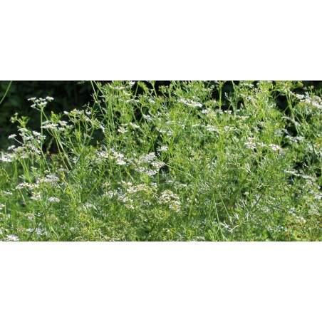 organic coriander certisys