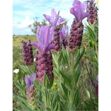 Organic Seville lavender essential oil soothes pain and burns