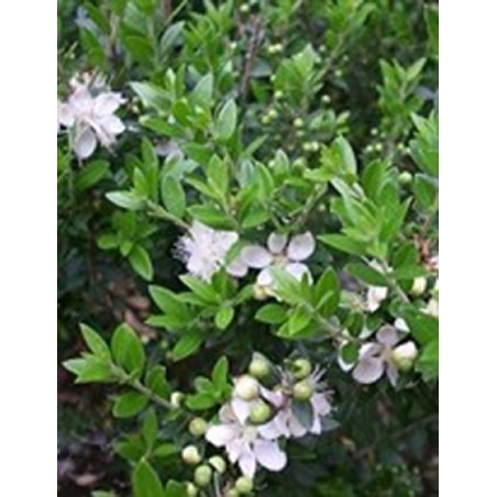 Organic green myrtle essential oil, to breathe well