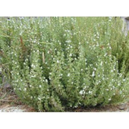 Organic mountain savory essential oil, for energy