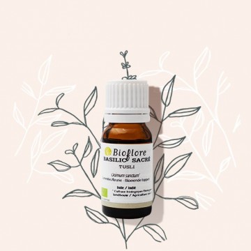 Huile essentielle de basilic sacré Tulsi bio, l'anti-infectieuse