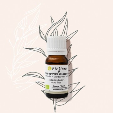 L'huile essentielle d'eucalyptus globulus aide le système respiratoire