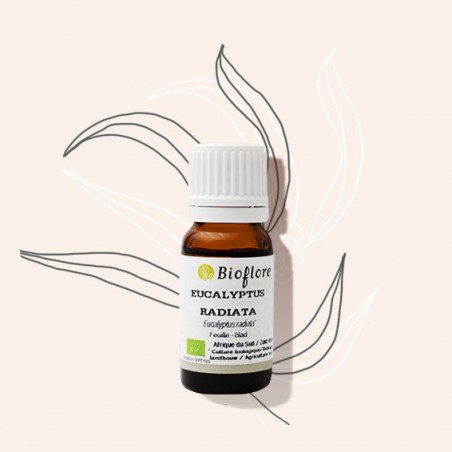 Bio Eucalyptus radiata om goed adem te halen in de winter