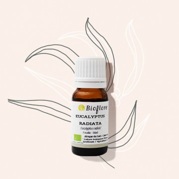 L'huile essentielle d'eucalyptus radié bio pour bien respirer en hiver