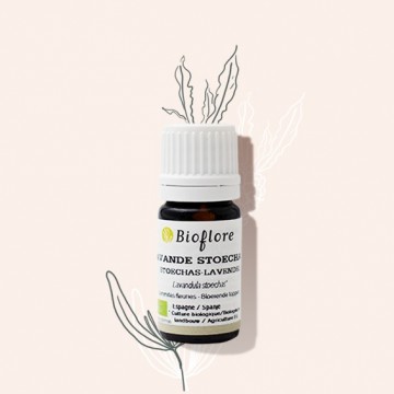 Stoechade lavender organic essential oil - anti-infectious