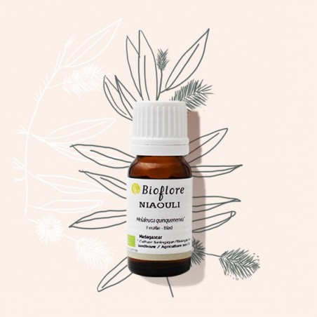Notre huile essentielle de Niaouli bio pour les voies respiratoires