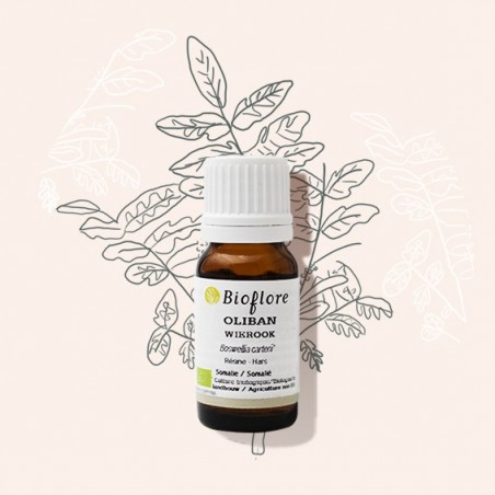 Olibanum or frankincense essential oil supports the respiratory system