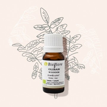 Olibanum or frankincense essential oil supports the respiratory system