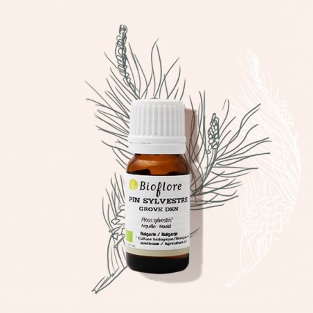 Organic Scots pine essential oil purifying and sanitising