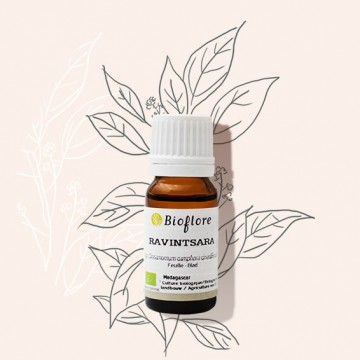 L'huile essentielle de ravintsara bio, l'incontournable de l'hiver