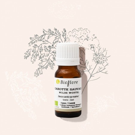 L'huile essentielle de carotte sauvage bio