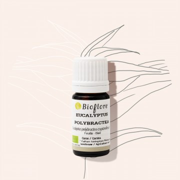 eucalyptus polybractea