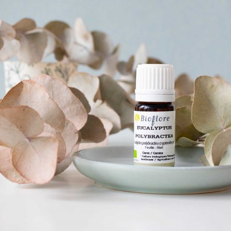 eucalyptus bractees multiples