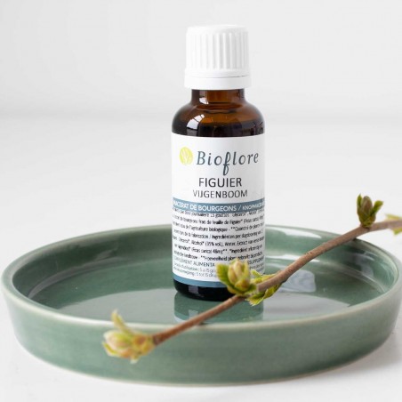 Fig tree bud macerate organic