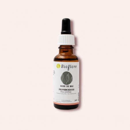 Macérat solaire de rose de mai bio dans de l'huile de jojoba