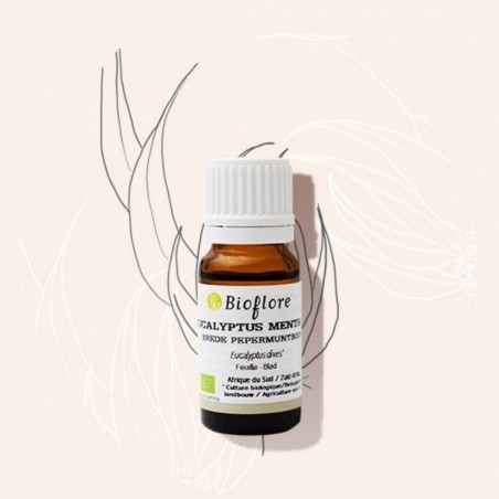 Huile essentielle d'eucalyptus mentholé bio pour la respiration