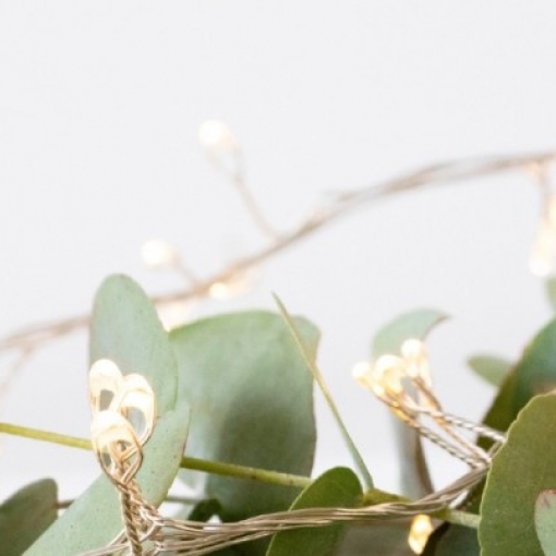 Plantes médicinales de l’hiver