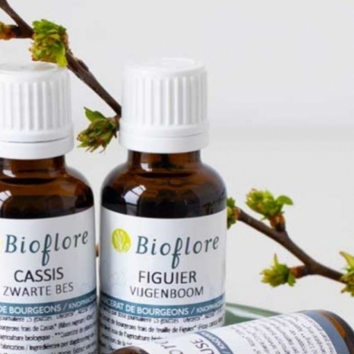 Focus sur 3 plantes polyvalentes en gemmotherapie