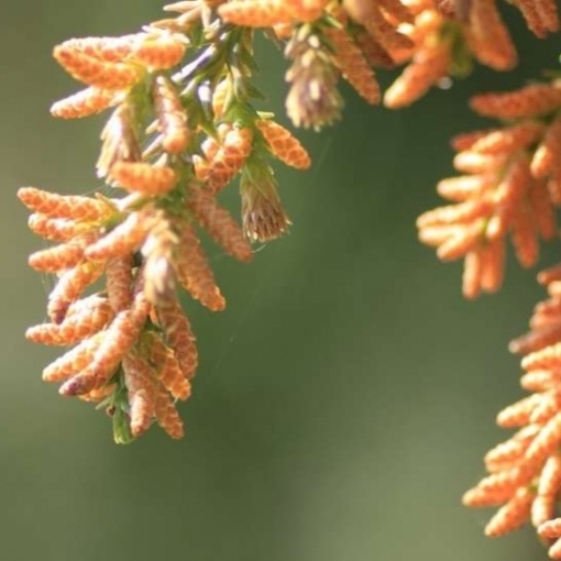 Soulager les allergies saisonnières grâce à la naturopathie