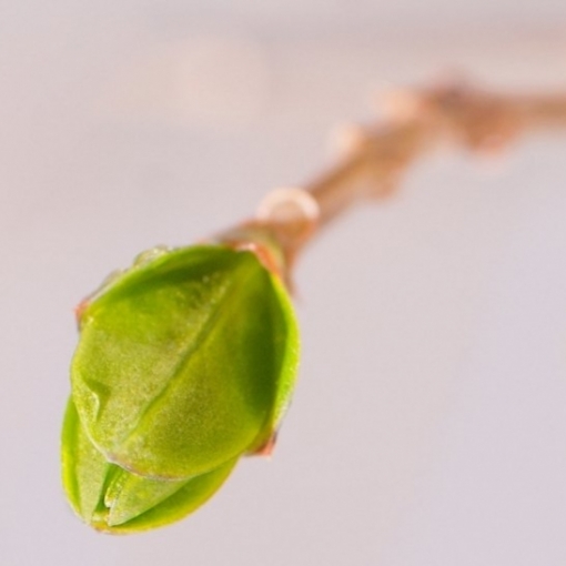 Soulager les troubles digestifs avec les macérats de bourgeons