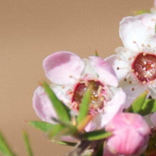 Manuka Pimples Roll-on