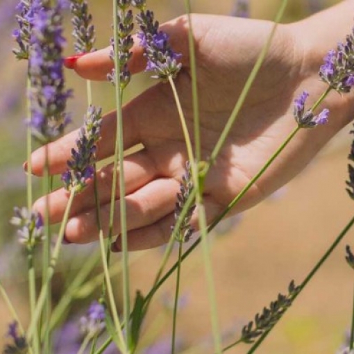 Calming after-sun mist with lavender and chamomile