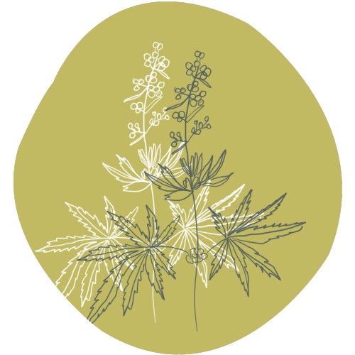 Hennep (cannabis sativa)