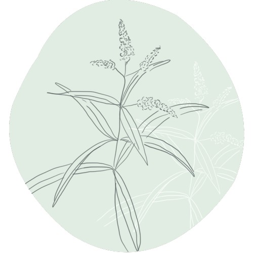 Citroenverbena
