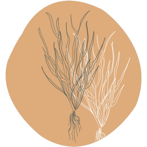 Vetiver
