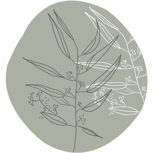 Eucalyptus Citroen bio