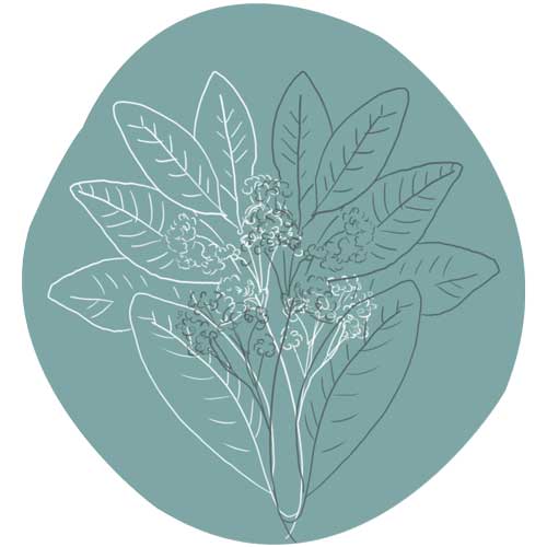 4-kruiden peper essentiële olie