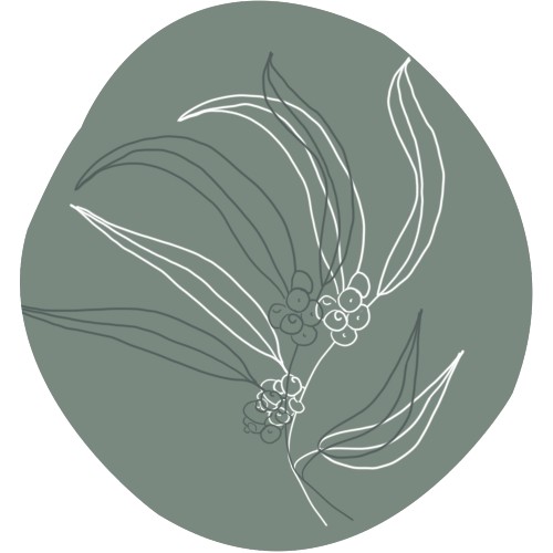 Eucalyptus radiata bio