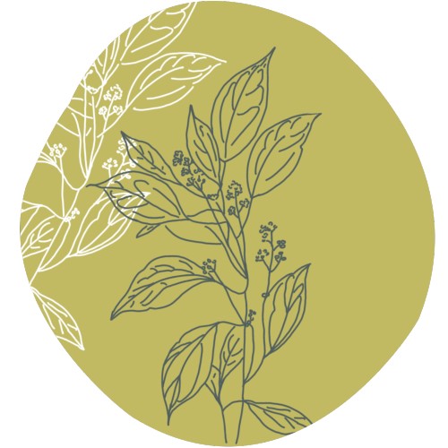 Ravintsara bio essentiële olie