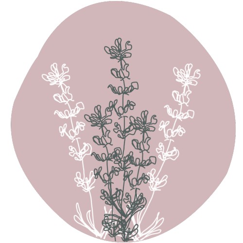 Fijne lavendel, wild geplukt