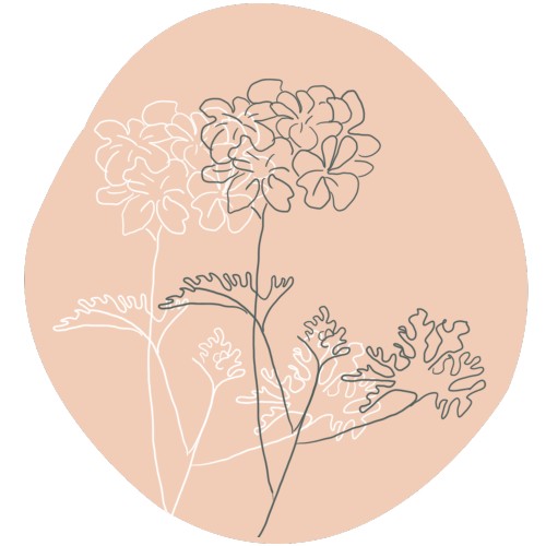 Geranium Rosat Bourbon