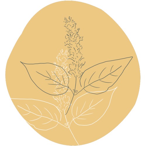 Patchouli