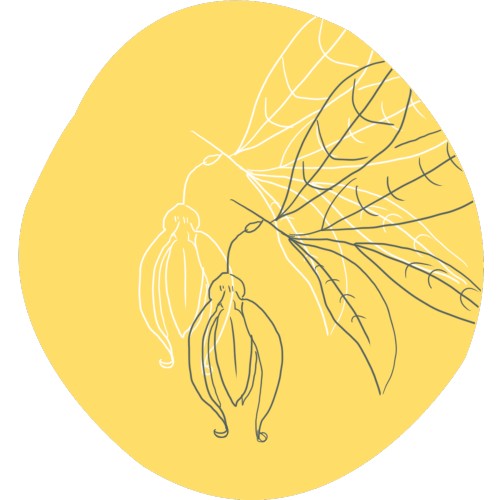 Ylang-ylang