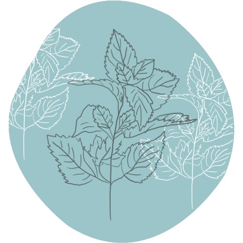 Groene of zachte munt bio essentiële olie