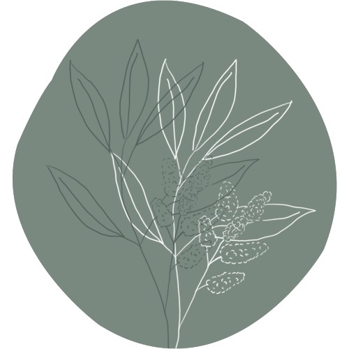 Litsea